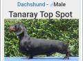 Tanaray Top Spot