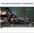 Zaslanyi Kazachok Iz taksomanii 