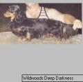 Wildwood's Deep Darkness ML