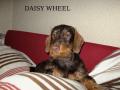 Daisy wheel du domaine de luard