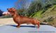 Dachshund Kaninchen smooth haired red male